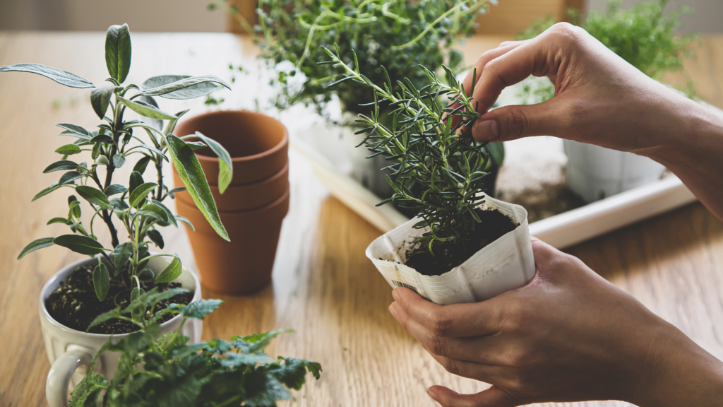 Plantas de apartamento